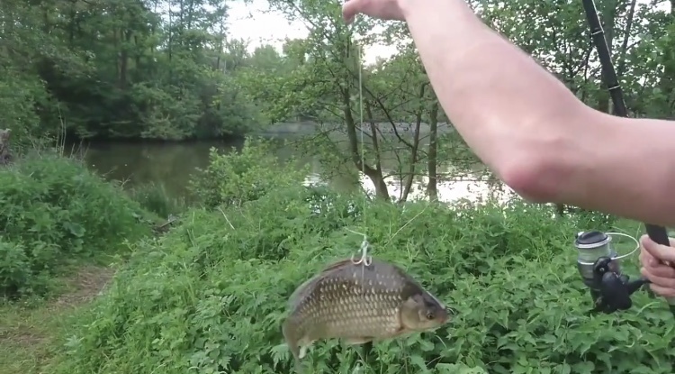 男子|男子用鲫鱼当诱饵,被朋友们嘲笑,最后钓到的鱼让朋友们闭了嘴