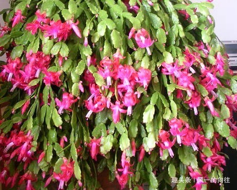 晒伤|家养蟹爪兰总是不开花学会这三个小技巧,轻松年年爆满盆