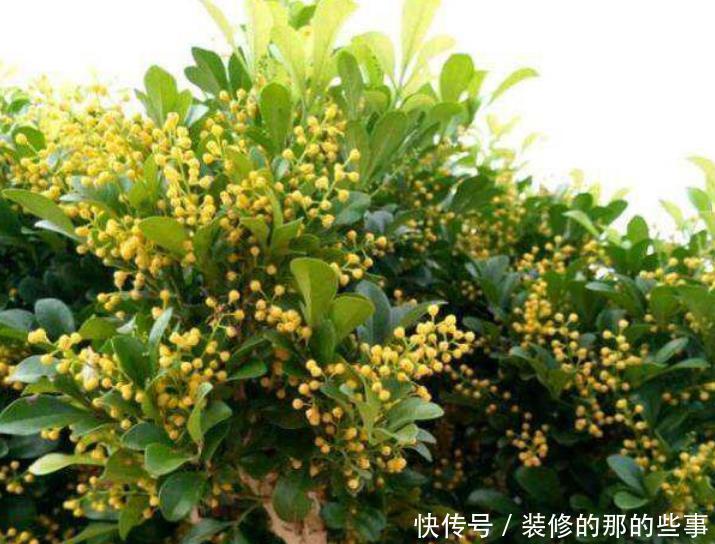 茉莉花|居家就养此款花卉,不闻不问,花开爆盆美如花,人见人爱!