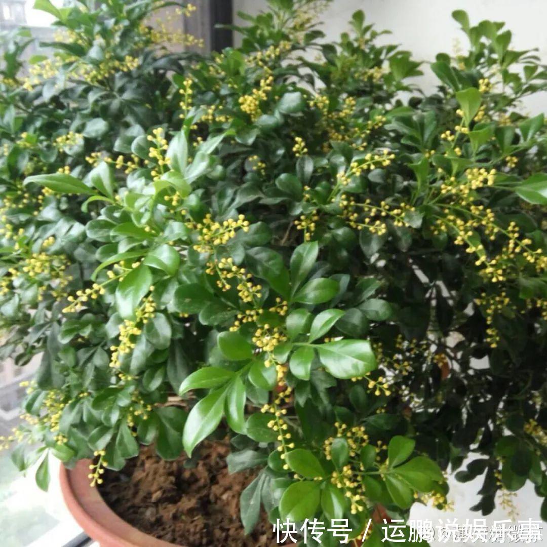 三角梅|30种夏天花,热不死、晒不死,大半年都开花,还没病虫害