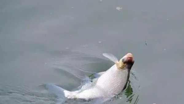 深秋了,这钓法我隔两天就想用,鳊鱼接二连三的上,感觉特舒服