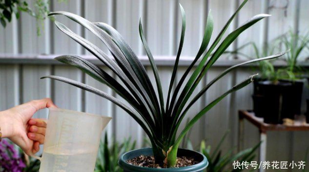 氮肥|君子兰养根有“三要素”,缺少一个都养不好,高手都明白这些事