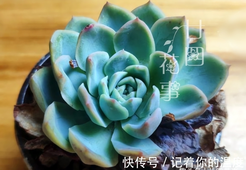 肉肉|多肉枯叶有4种原因,有的要及时摘,有的不能摘,有的要抢救