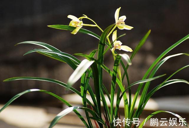 超哥|不管是啥“兰”,盆里灌点“酸水”,土壤松、根系壮,盆盆爆花