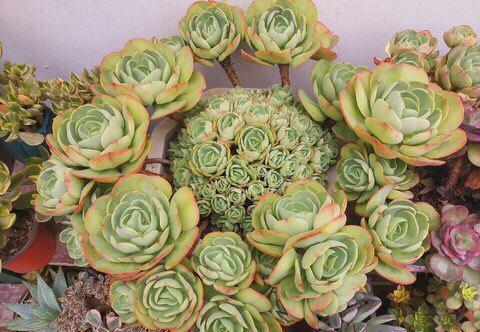 长势|夏天老花匠都爱养的碧桃多肉,颜值高叶肥厚,皮实好养适合新手