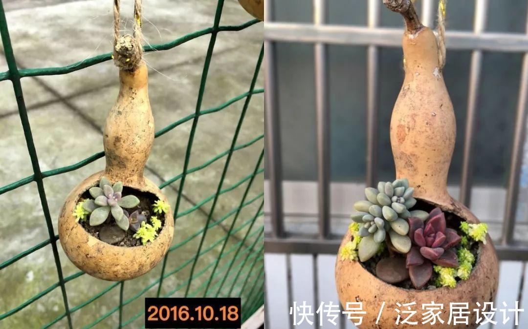 叶插|用葫芦种多肉，一养就是三年，邻居给钱都不卖