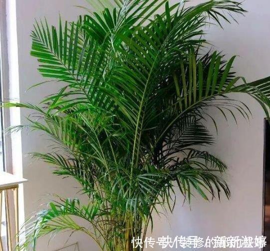 清香|夏天家里养此款花,人养花,花也养人,空气清香去异味,漂亮好养