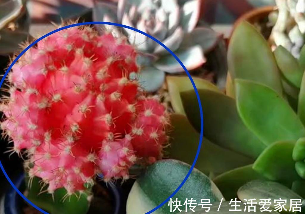 花中王|牡丹本是花中王,可这些多肉牡丹难以称王,因为虽然很美却很难养