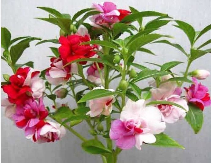 种花|“1种花”沾土就活,比长寿花、月季都好看,尤其女生最喜欢