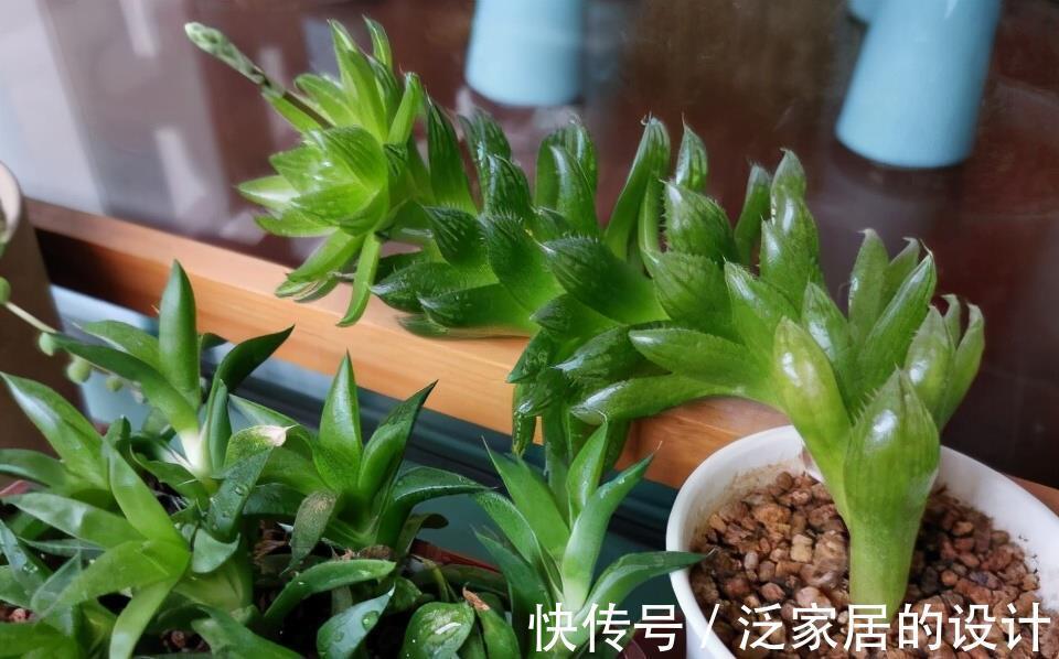 光照|养多肉玉露就怕2件事,及时规避,养出的玉露人见人爱