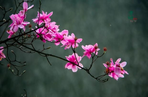  短短|王维的这首诗，凄美至极，短短20字，从花开写到花落