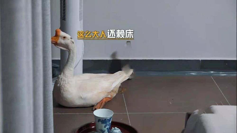 陈赫引出2大争议,邓超也陷其中!搞笑固然重要,但底线还得要吧