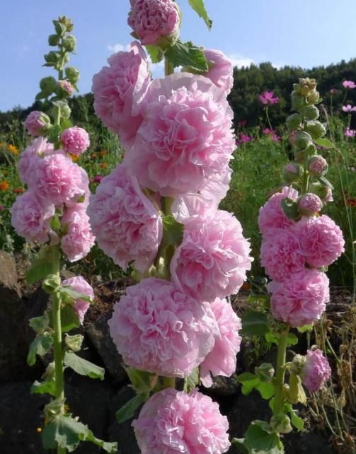 常见花|农村的几种“常见花”，原来个个价值高，还极美，感兴趣就养几盆