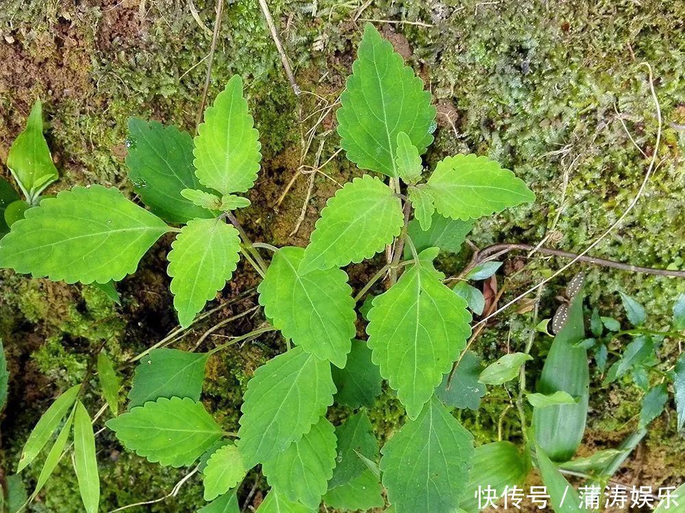 农村一种野草，人称“肝之草”，是民间“养肝”良方，煲汤是一绝