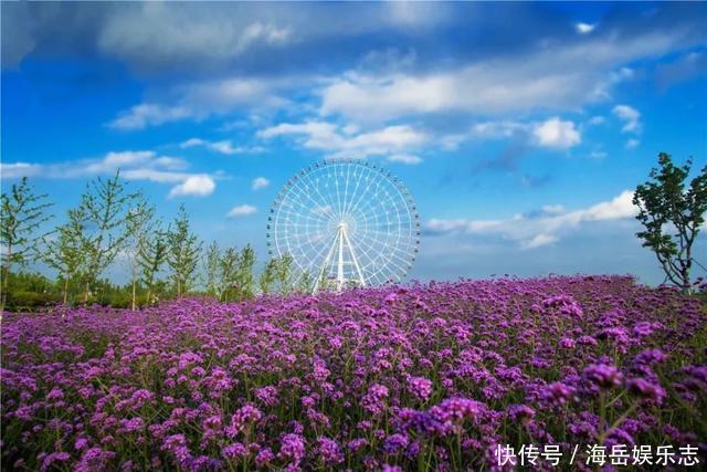 惊艳！这处百花齐放的花海师生全免费！这个暑假就约起！