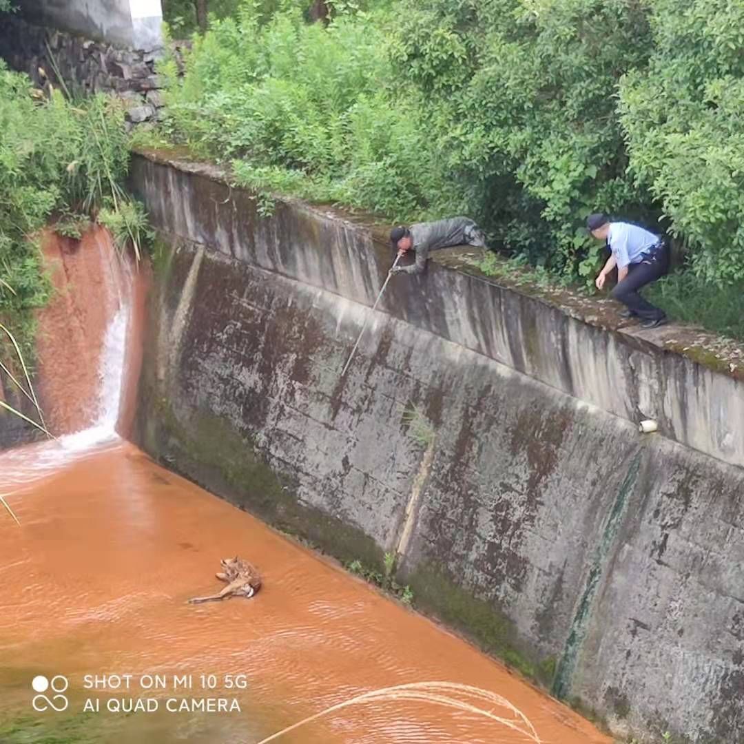 获救|惊险丨一只梅花鹿被困深沟 台风前成功获救