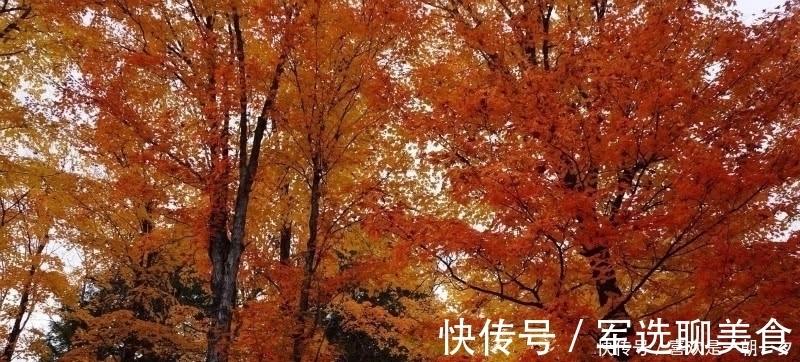 唯美&杜牧这首诗美得令人心醉，短短的28个字，写出了充满诗意的秋天！