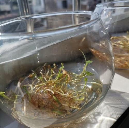  长势|漂亮花都是“急性子”，火急火燎冒花苞，长势旺，开了一茬又一茬