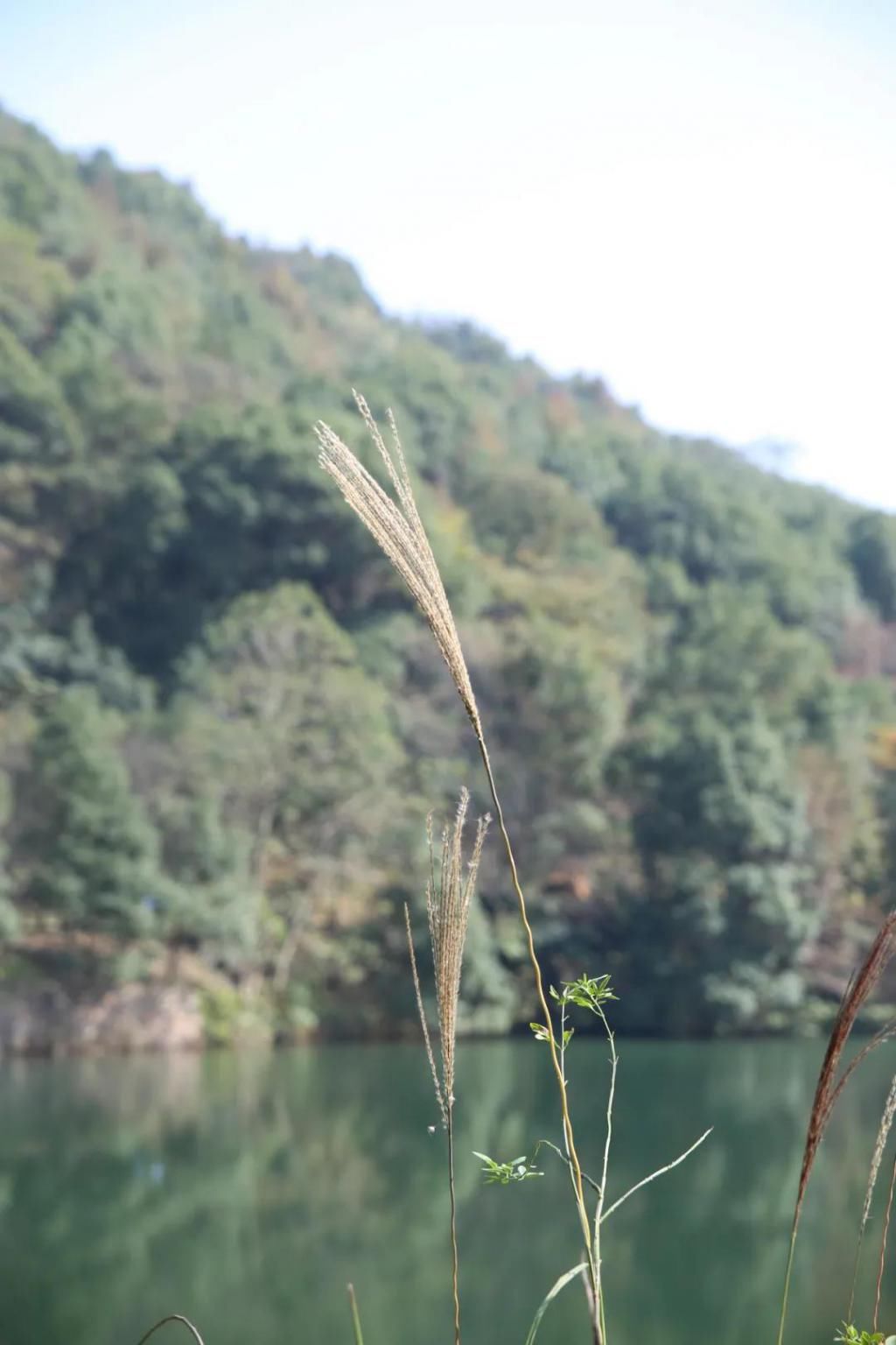 千里光|野趣一日，发现桃花岭的22种秋天