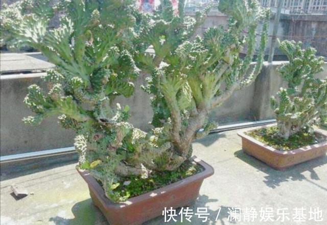 5种霸气花,个个“丑八怪”却吉利镇宅,丢在角落不管,一样爆棚