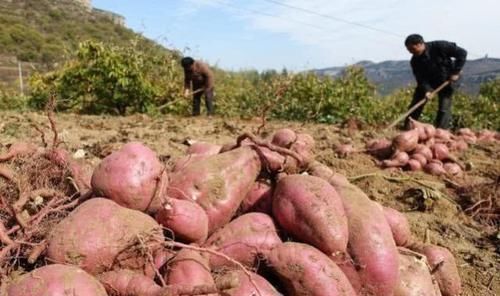 减肥期间|减肥期间，多吃5种刮脂蔬菜，让体重速度下跌
