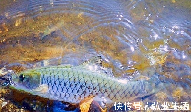 青竹鱼|草鱼和鲤鱼的后代？这种怪鱼只有西南地区才有，人称“青竹鲤”