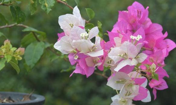 农历九月二十霜降后,养什么花?以下3种花,四季平安五福临门