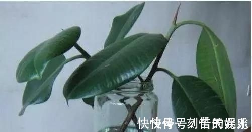 蟹爪兰|养花爱好者看过来这15种花现在“扦插”，生根快，一个周就长芽