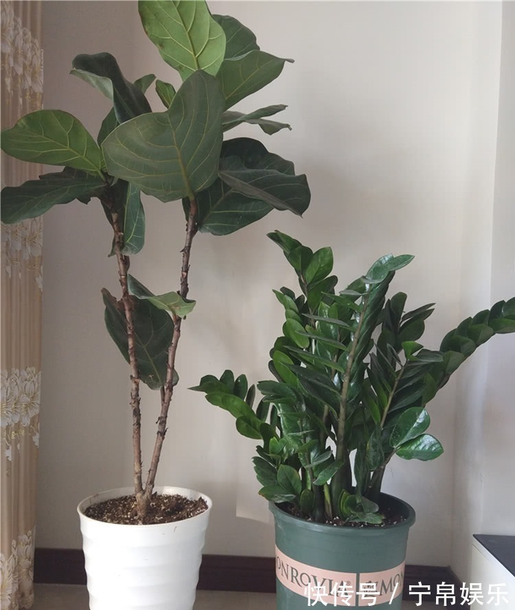 盆栽金钱树,牢记4诀窍,金钱树猛长不停,油绿发亮,财运旺!
