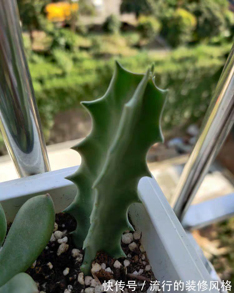 家里养了这花,满屋子都是臭味,家人让我赶紧扔掉