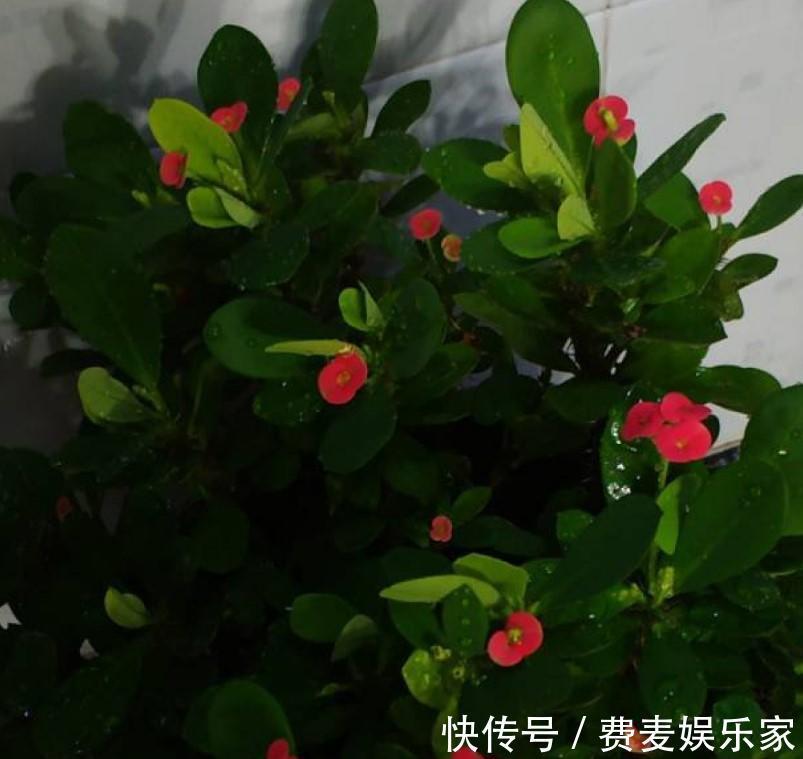 盆栽虎刺梅，日常这么养，才能爆出一大片小花！