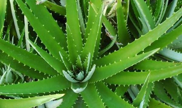  生长|这些花耐旱，不浇水也能长得好油腻的树叶就是美丽的