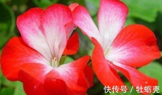 适合春季养的花,好活易爆盆,花开媲美玫瑰,花朵姿态万千,美