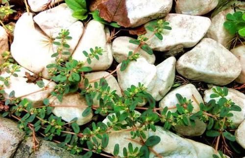 中年|农村的一种野草,对皮肤瘙痒有帮助,平时看见了不要忘了采摘