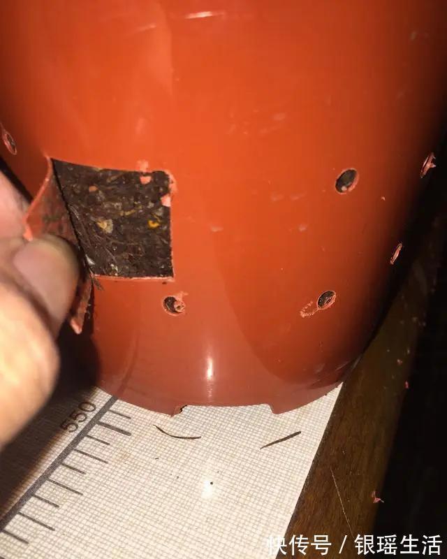 养花30年老花匠的5个“小秘方”赶紧学起来再也不怕养花出问题了