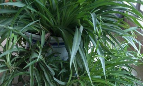 这4种吸收甲醛，净化空气最强的盆栽绿植，比绿萝效果好多了