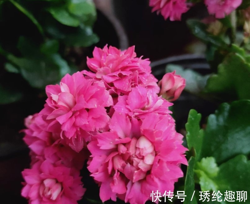 夏季|这两种花夏季千万不要购买回家,入夏就会休眠,非常难养活
