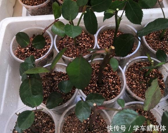 月季之所以生根难,或许是这5点没做好,做好了容易生根!