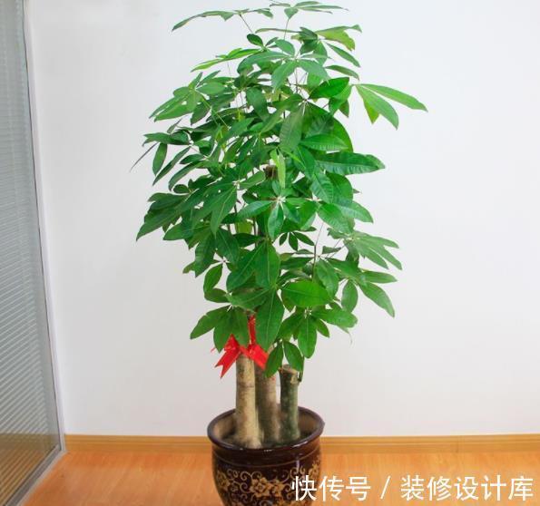 发财|新手养发财树,随时随地都在浇水,难怪叶片发黄还烂根