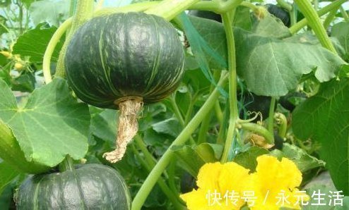 南瓜|吃南瓜好处多多,南瓜不能和以下两种食物同食,告诉身边的人