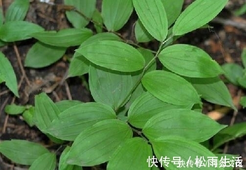 草根|十个人九个腰疼，此草根冲酒服，腰不疼了，腿不酸了，早知早健康