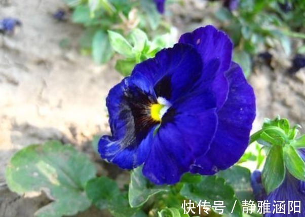 绣球花|有“3种花”,养在阳光下面,才能长得枝繁叶茂,夏季再晒也不怕