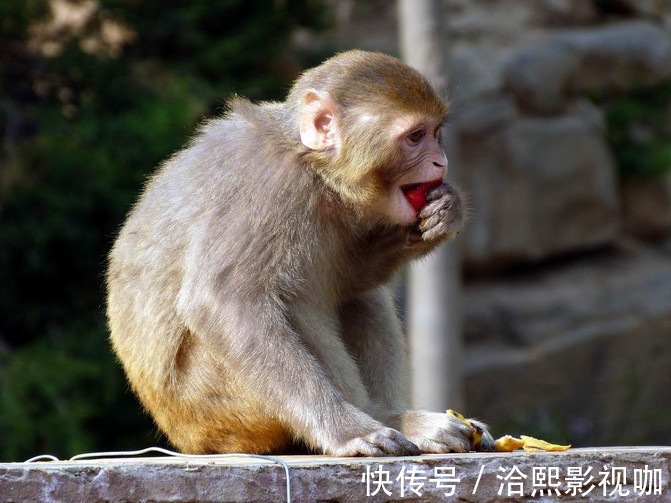 职业生涯|猴猴猴，生肖猴下面的人，才是你后半生，真正的活财神