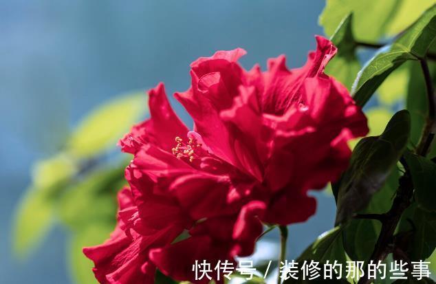 良心好花|5种被世俗耽误的良心好花，完美诠释了“我很普通，但很美”