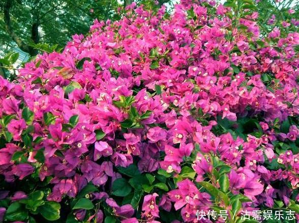 家里的盆栽花期不开花、还枯死了,是啥原因答案在这里