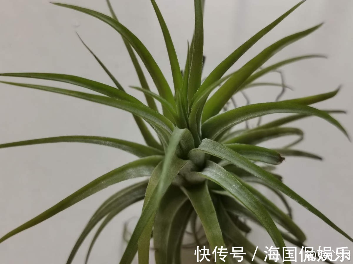 花花|家里光不好,就养10种耐阴绿植,叶子比花还要美