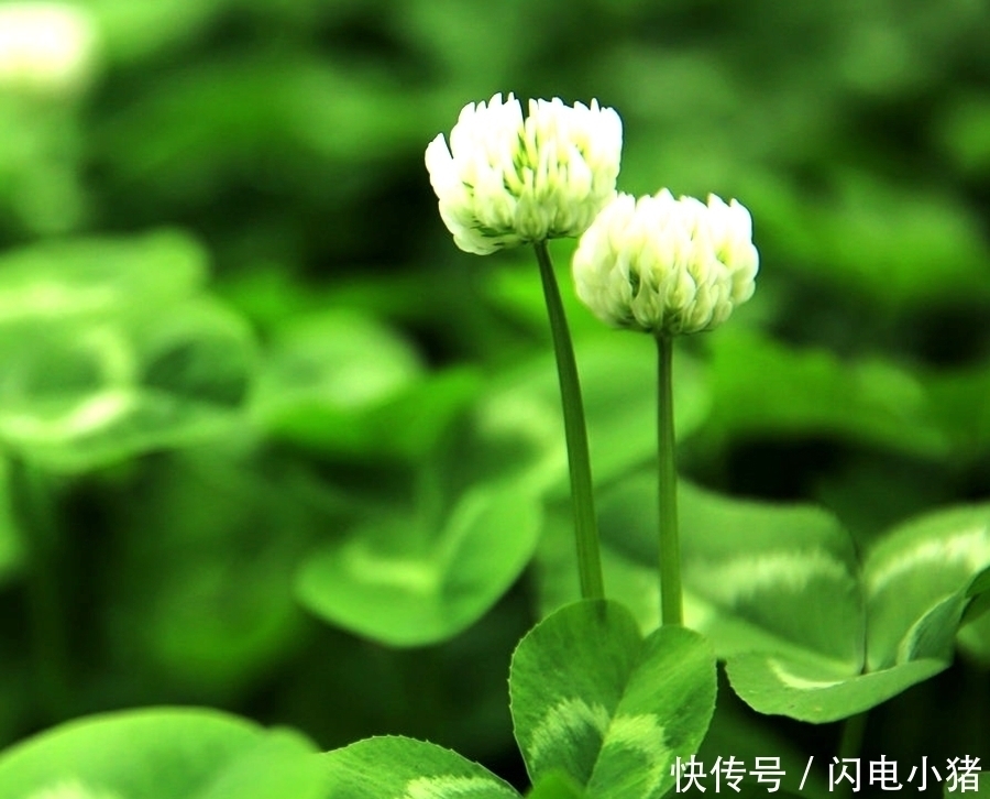 无花|千古名诗70首,诗中有画,再现了几千年来《清明》的风土人情