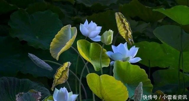 战胜|拯救世人,战胜疫情(一首赞美诗)