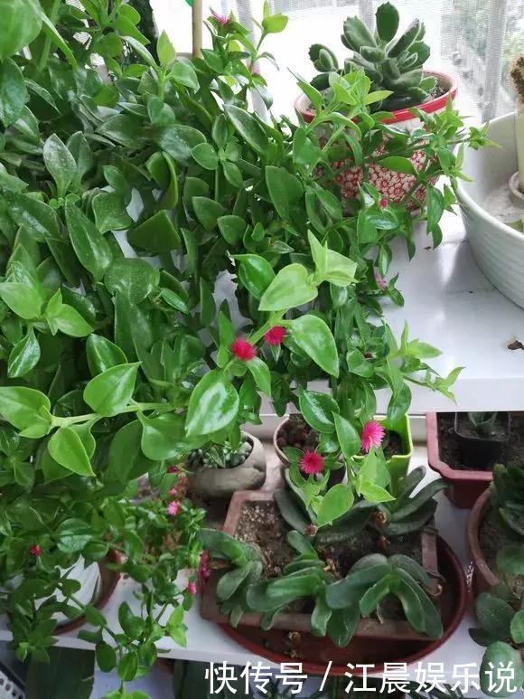 金鱼吊兰|吊兰也能“开红花”,养一盆“嗖嗖”冒花苞,比绿萝漂亮!