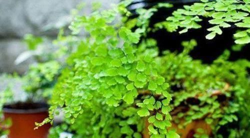 爆盆|4种花适合夏天养,开花爆盆花期长,家里财运亨通,旺运一整年